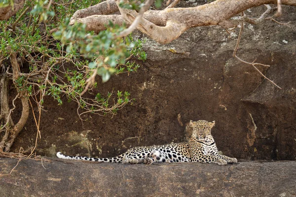 Леопард Лежит Скалистом Выступе Веткой — стоковое фото