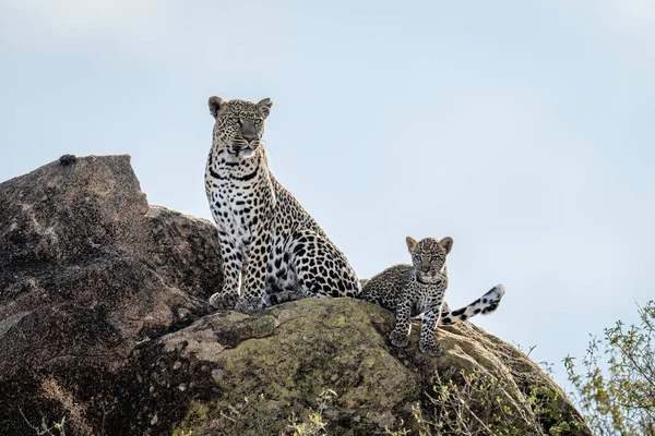 Leopard Sitzt Neben Jungtier Auf Sonnenbeschienenen Felsen — Stockfoto