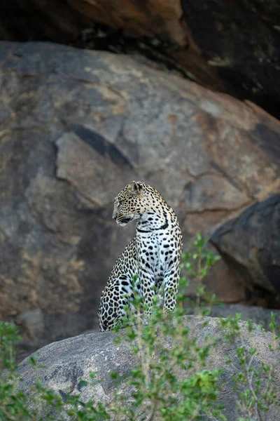 Leopard Sitzt Und Schaut Von Schattigen Felsbrocken Herunter — Stockfoto