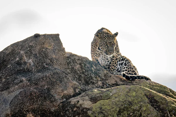 Leopardo Sienta Roca Con Cabeza Baja —  Fotos de Stock