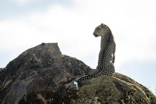 Leopardo Sienta Roca Girando Cabeza Izquierda —  Fotos de Stock