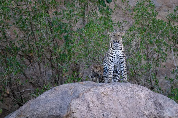 Леопард Сидить Скелі Маленькою Дитиною — стокове фото