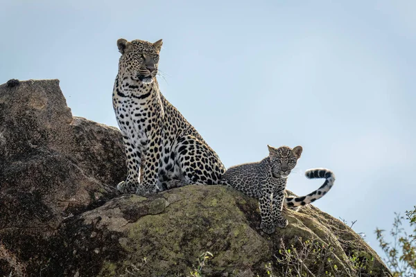 Leopardo Sienta Roca Soleada Con Cachorro —  Fotos de Stock