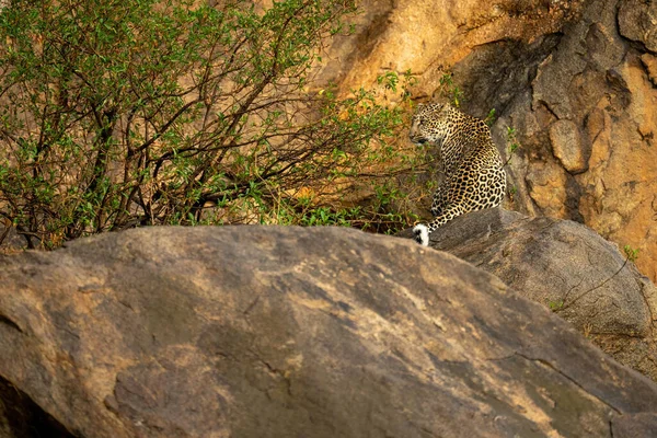 Леопард Сидит Скалистом Обнажении Кустом — стоковое фото