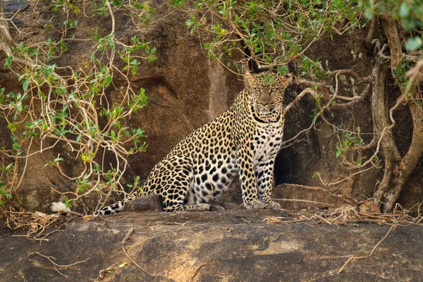 Leopard Sitzt Auf Felsvorsprung Zwischen Büschen — Stockfoto