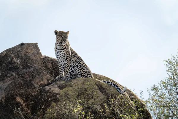 Leopardo Sienta Girando Cabeza Sobre Roca Soleada —  Fotos de Stock