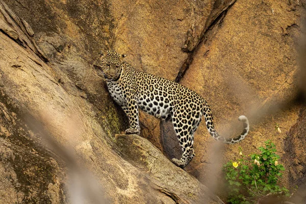 Leopardo Piedi Ripida Parete Rocciosa Guardando Basso — Foto Stock