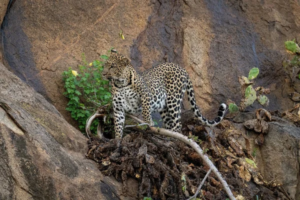 Leopard Steht Auf Verbogenem Ast — Stockfoto