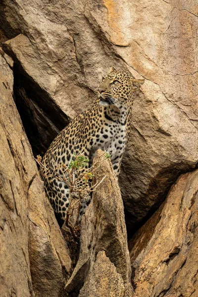 Leopardo Está Parado Junto Boca Cueva Mirando Hacia Arriba —  Fotos de Stock
