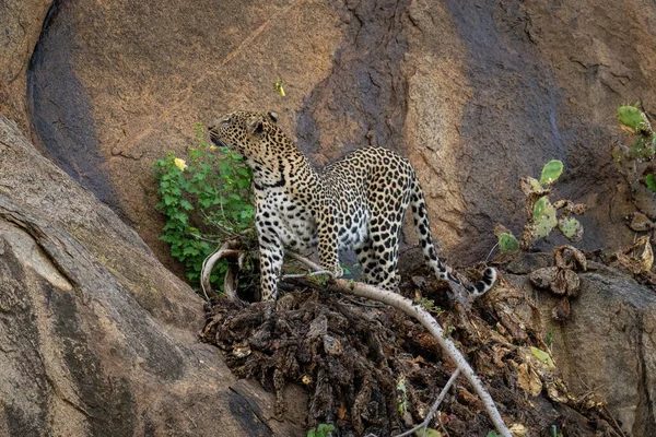 Leopard Steht Auf Gebogenem Ast Und Schaut Nach Oben — Stockfoto