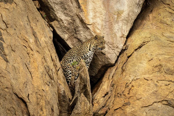 Leopard Στέκεται Από Στόμα Σπηλιά Κοιτάζοντας Δεξιά — Φωτογραφία Αρχείου