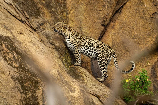 Leopard Stojí Strmé Skalní Stěně Dívá Nahoru — Stock fotografie