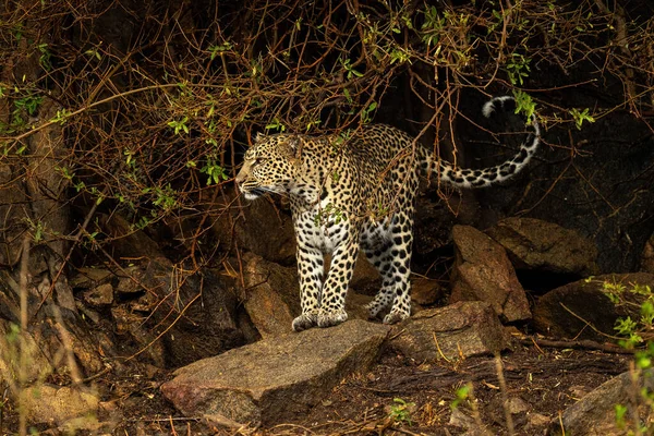 Leopard Steht Auf Felsen Umgeben Von Büschen — Stockfoto