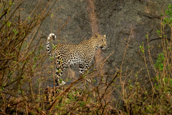Леопард Стоит Скале Обрамлённой Кустами — стоковое фото