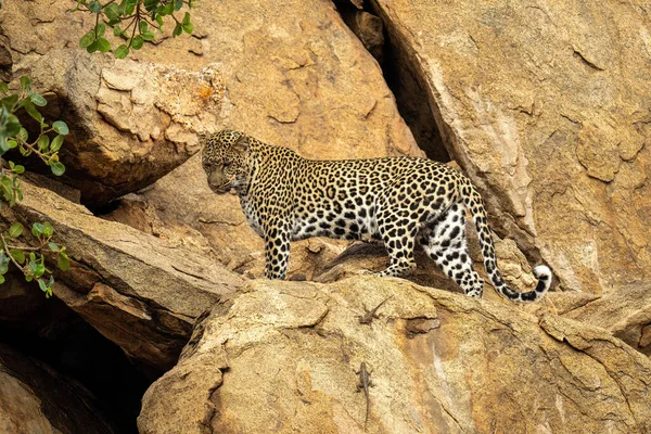 Leopardo Fica Borda Rochosa Olhando Para Baixo — Fotografia de Stock