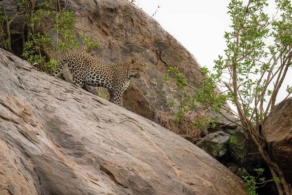 Леопард Стоїть Великій Скелі Між Кущами — стокове фото