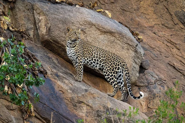 Leopard Stands Rock Face Looking Back — Stock Photo, Image