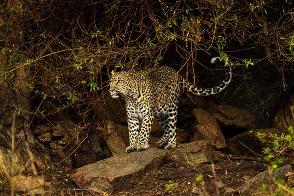 Leopard Στέκεται Βράχο Κάτω Από Φυλλώδη Κλαδιά — Φωτογραφία Αρχείου