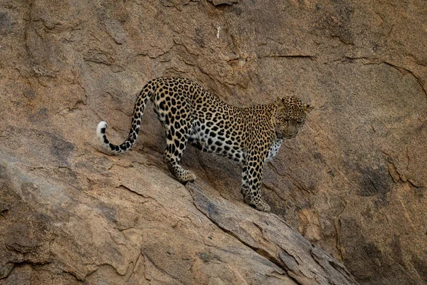 Leopardo Erge Roccia Pura Guardando Giù — Foto Stock