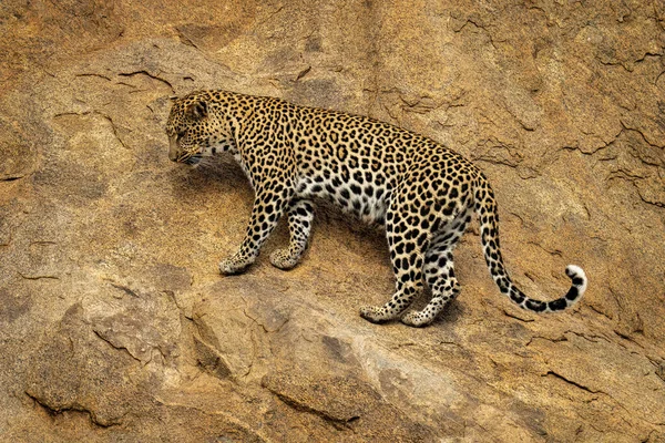 Leopar dimdik kayaların üzerinde duruyor.