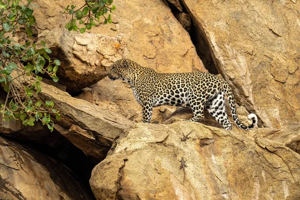 Leopard Steht Auf Felsvorsprung Bei Eidechsen — Stockfoto