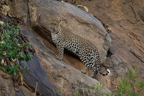 Leopardo Pie Sobre Roca Inclinada Mirando Hacia Abajo —  Fotos de Stock