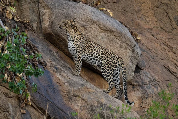 Leopardo Erge Roccia Pendenza Guardando Alto — Foto Stock