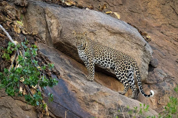 Leopardo Pie Sobre Roca Inclinada Mirando Hacia Abajo — Foto de Stock