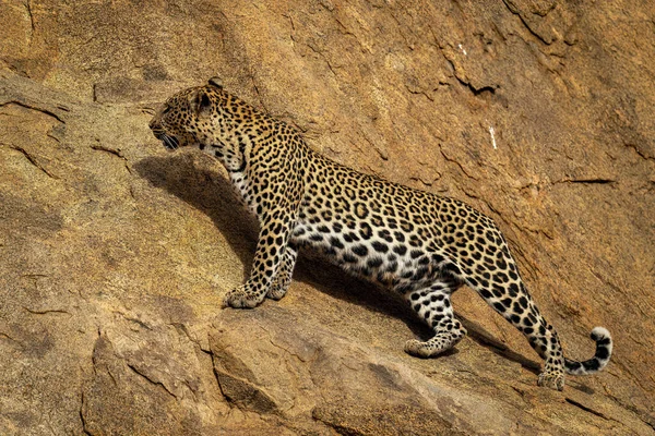 Leopardo Está Pie Sobre Una Roca Inclinada Mirando Hacia Arriba —  Fotos de Stock