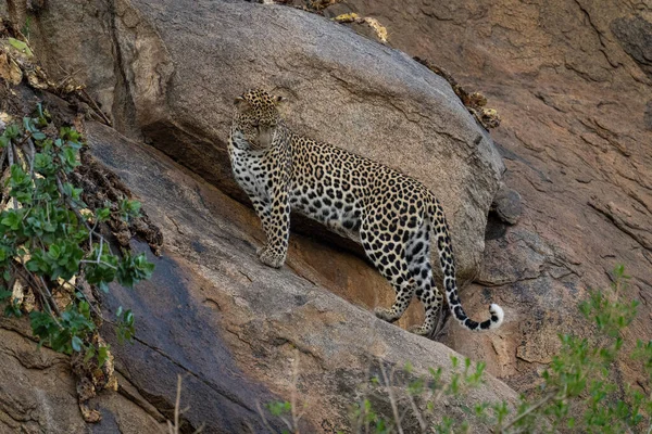 Leopardo Está Uma Rocha Inclinada Olhando Para Baixo — Fotografia de Stock