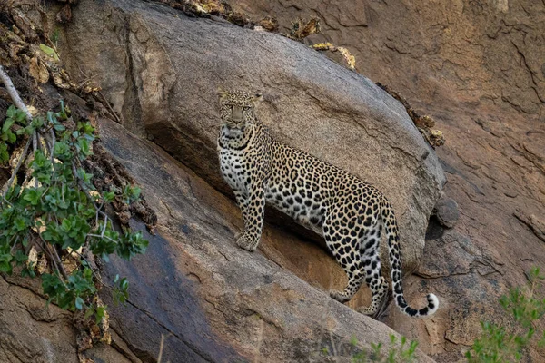 Leopardo Para Cámara Observación Rocas Inclinadas —  Fotos de Stock