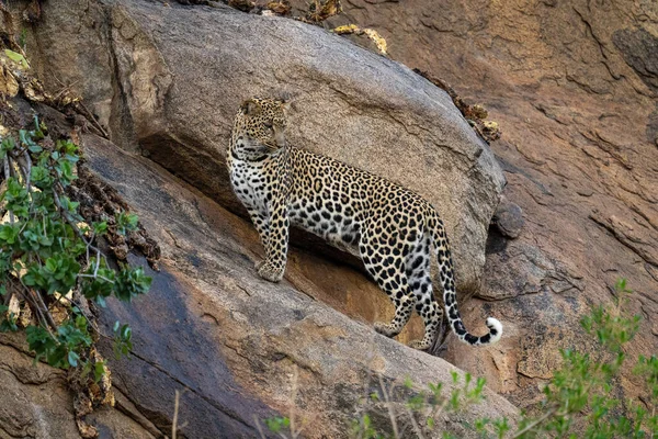 Leopard Steht Auf Abschüssigem Felsen Und Starrt Nach Unten — Stockfoto