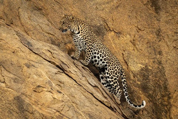 Leopardo Está Parado Sobre Una Empinada Roca Mirando Hacia Futuro —  Fotos de Stock