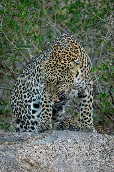 Leopardo Está Rosnando Rocha Perto Filhote — Fotografia de Stock