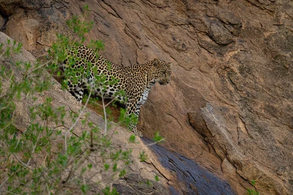 Леопард Стоїть Крутому Камені Дивлячись Нижче — стокове фото