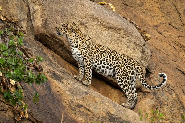Леопард Стоит Крутом Скале Смотрит Вверх — стоковое фото