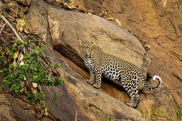 Leopardo Está Parado Sobre Una Empinada Roca Mirando Hacia Abajo — Foto de Stock