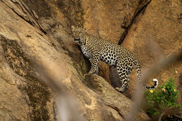 Leopard Seisoo Katsomassa Kameraa Jyrkällä Kallionaama — kuvapankkivalokuva