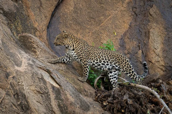 Leopardo Pisando Rama Sobre Roca Escarpada —  Fotos de Stock