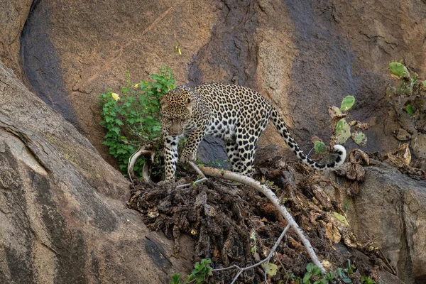 Leopardtrappor Gren Brant Klippvägg — Stockfoto