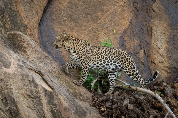 Leopard Tritt Auf Steilem Felsen Über Ast — Stockfoto