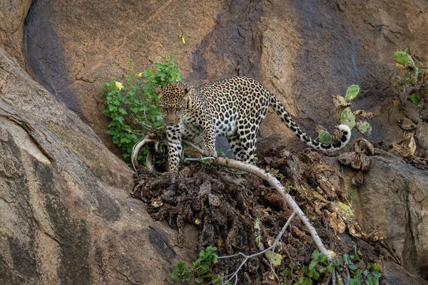 Леопард Наступает Ветку Скале — стоковое фото