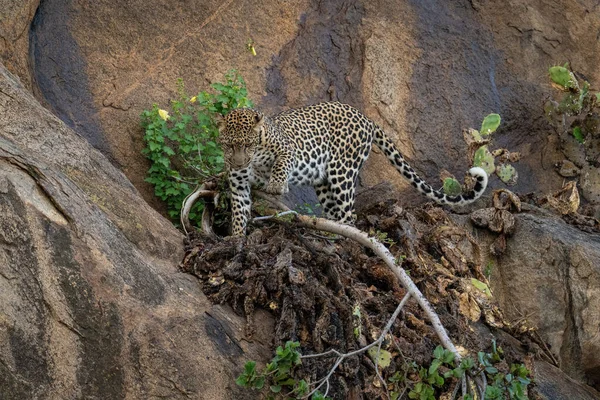 Leopard Tritt Steiler Felswand Über Ast — Stockfoto