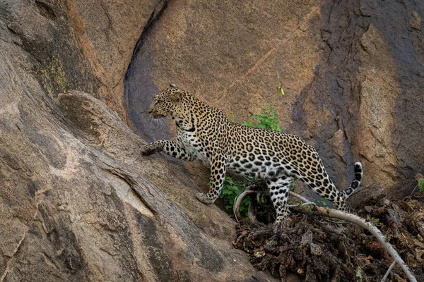 Leopardo Pisando Sobre Ramo Com Pata Levantada — Fotografia de Stock