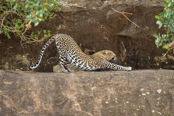 Leopardo Estende Para Trás Borda Fechando Olhos — Fotografia de Stock