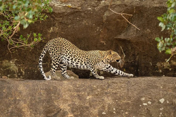 Leopard Börjar Sträcka Klippavsatsen — Stockfoto