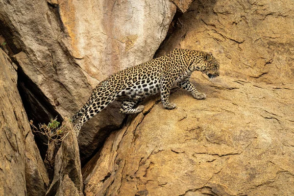 Leopardo Estira Para Cruzar Brecha Las Rocas —  Fotos de Stock