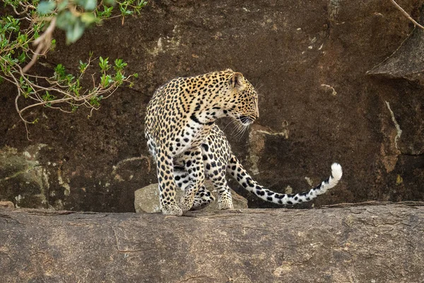 Leopardo Gira Repisa Rocosa Lado Del Arbusto — Foto de Stock