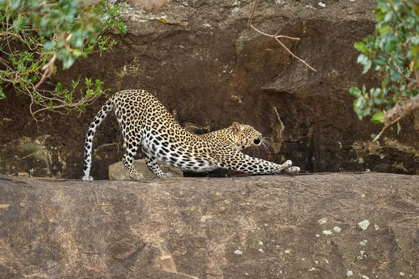 Leopardo Extiende Hacia Atrás Cornisa Entre Los Arbustos —  Fotos de Stock