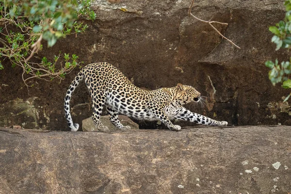 Leopard Streckt Sich Mit Vorderpfote Auf Sims — Stockfoto